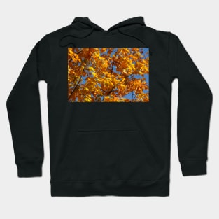 Maple (Acer ), golden yellow autumn leaves hanging from a tree, Germany Hoodie